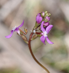 Stylidium graminifolium