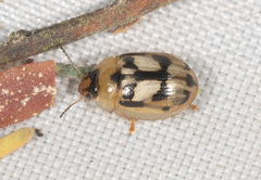 Peltoschema hamadryas