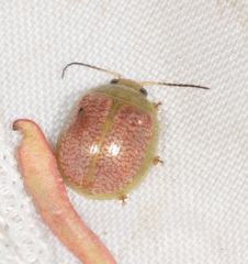 Paropsisterna fastidiosa