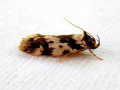 Barea confusella
