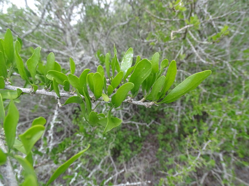 Image of Adelia vaseyi by (c) Alexis López Hernández, some rights reserved (CC BY)