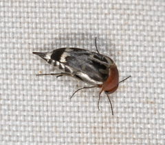 Mordella ruficollis