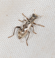 Lemidia cicatricosa