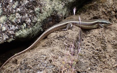 Eutropis carinata