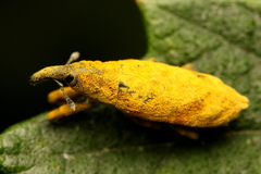 Gasteroclisus