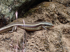 Eutropis carinata