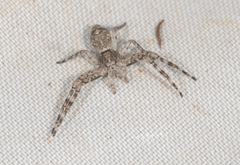 Tmarus marmoreus