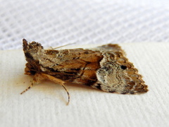 Alophosoma emmelopis