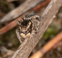 Maratus proszynskii