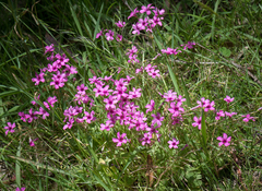 Oxalis