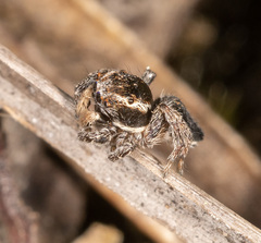 Maratus proszynskii