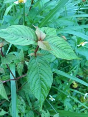 Achyranthes