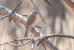 Emberiza godlewskii
