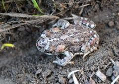 Anaxyrus boreas halophilus