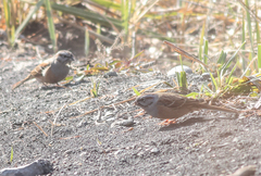Emberiza godlewskii