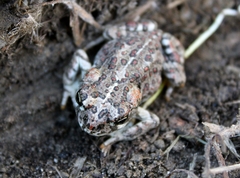 Anaxyrus boreas halophilus