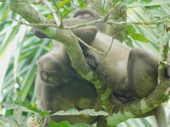 Macaca fascicularis umbrosus