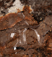 Keroplatidae