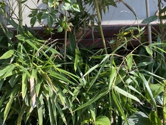 Bambusoideae