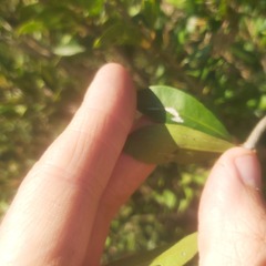 Syzygium
