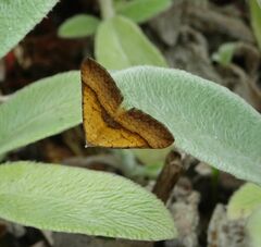 Anachloris subochraria