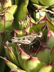 Chortoicetes terminifera