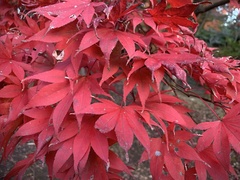 Acer palmatum