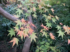 Acer palmatum