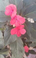 Impatiens