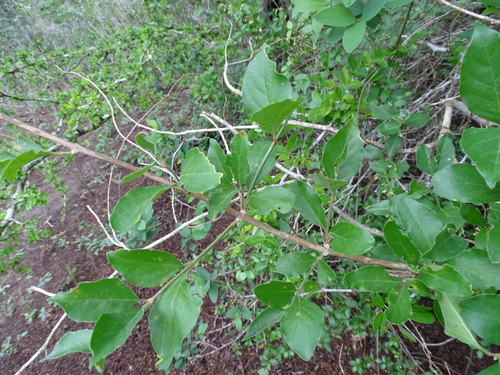 Berlandier's Fiddlewood (Citharexylum berlandieri)