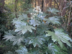 Fatsia japonica