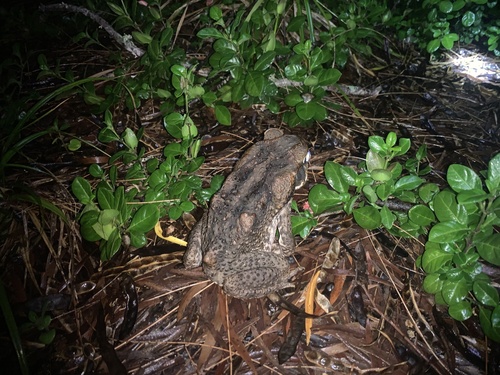 Rhinella marina observed 2022-12-05