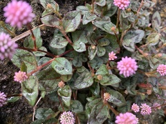 Persicaria capitata