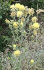 Centaurea salonitana