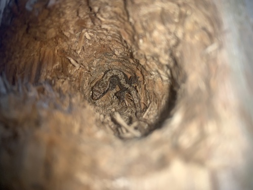 Lepidodactylus lugubris observed 2022-12-05