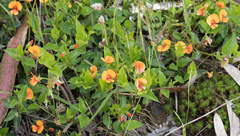 Podolobium procumbens