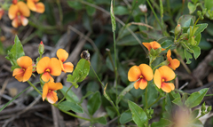 Podolobium procumbens