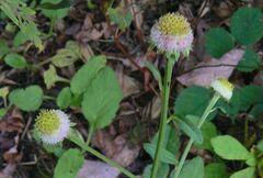 Dichrocephala integrifolia