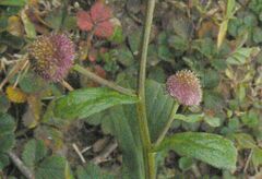 Dichrocephala integrifolia