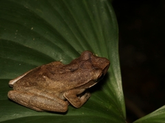 Polypedates leucomystax