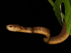 Pareas carinatus