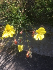 Oenothera stricta