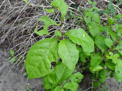 Pisonia aculeata