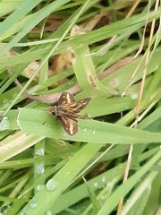 Taractrocera papyria