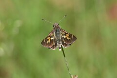 Trapezites phigalioides