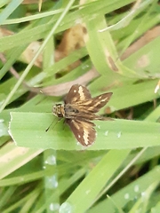 Taractrocera papyria