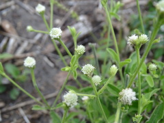 Alternanthera flavescens