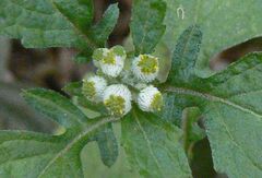 Dichrocephala integrifolia