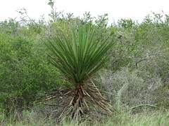 Yucca treculiana