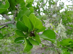 Randia obcordata